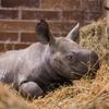Nové mládě nosoroužce dvourohého v Zoo Dvůr Králové