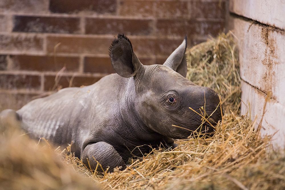 Nové mládě nosoroužce dvourohého v Zoo Dvůr Králové