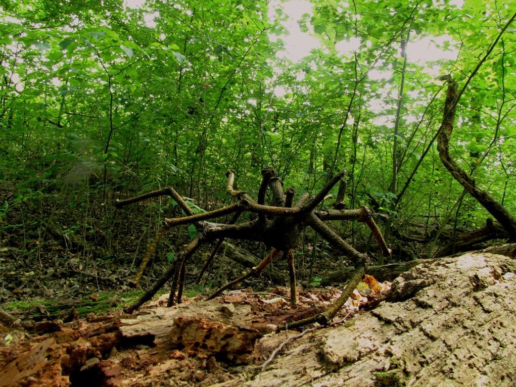 Moravská Amazonie u Lanžhotu