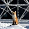 Zvířata, Reuters, Top fotografie roku 2022, výběr, nejlepší foto, Lifestyle