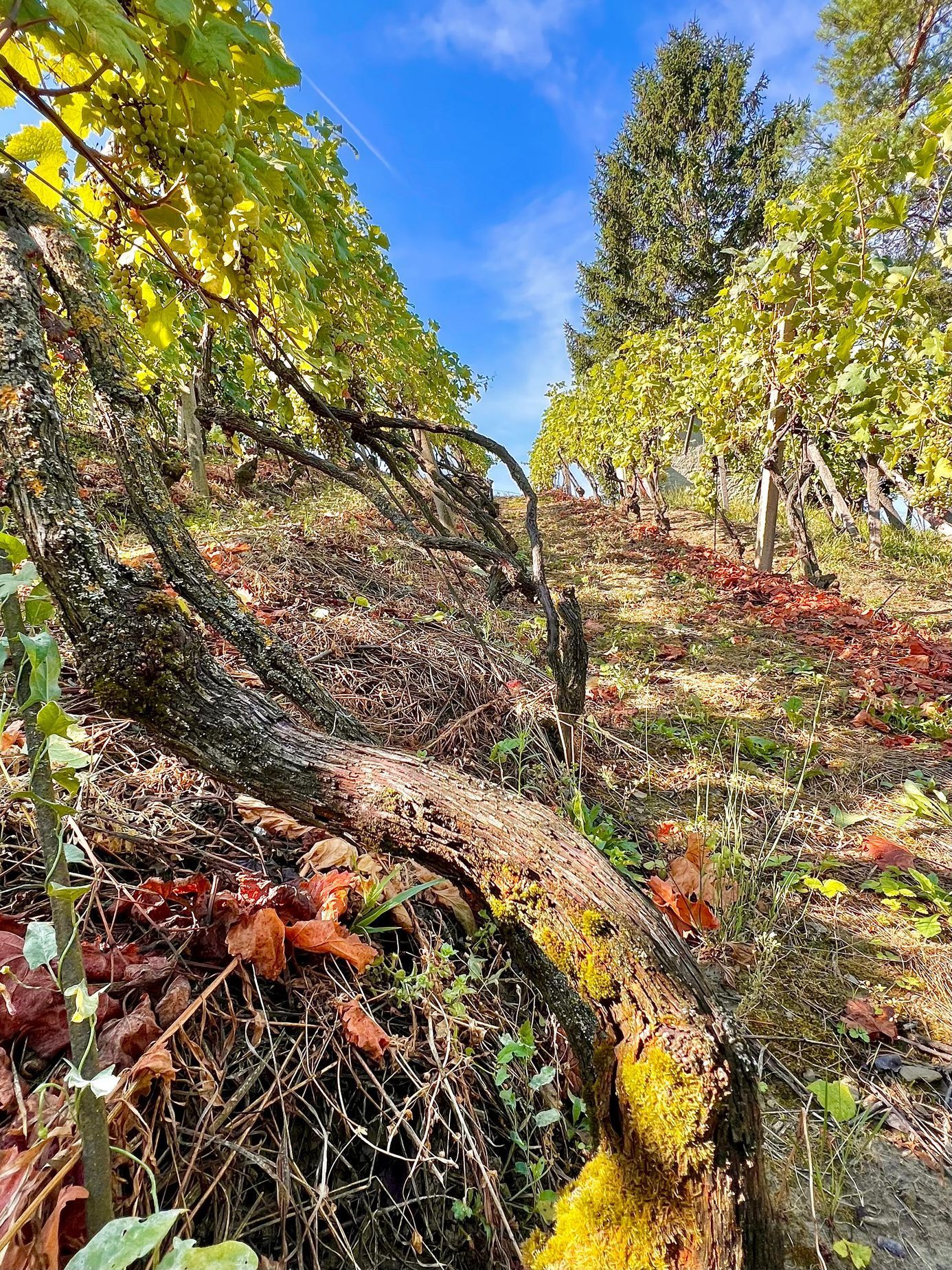 Vinný sklep U Otáhalů Hustopeče