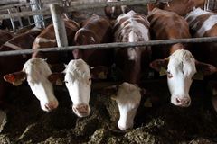 Němečtí zemědělci bojují za mléko. Lijí ho do kanálů
