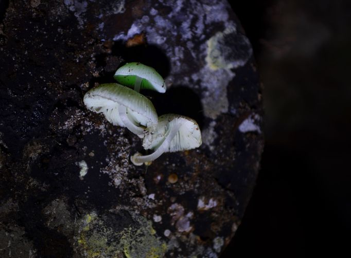 Houba zrodu Mycena – helmovka (Mycena chlorophos)