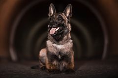 Muž v Praze napadl ženu kladivem, policejní pes ho našel ve křoví a zakousl se mu do nohy