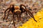 Vědci objevili nový druh pavouka. Při obraně dělá přemety
