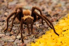 Vědci objevili nový druh pavouka. Při obraně dělá přemety