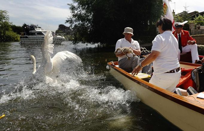 A swan and cygnet are released by the Queen's Swan Uppers during the annual Swan Upping ceremony on the River Thames between Shepperton and Windsor in southern England J