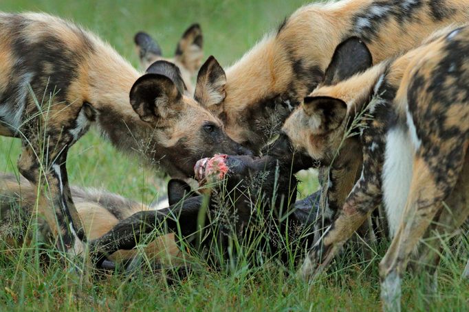 Czech Press Photo 2018 - nominace v kategorii Příroda