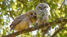 Fotografie ze soutěže Wildlife Photographer of the Year 2024