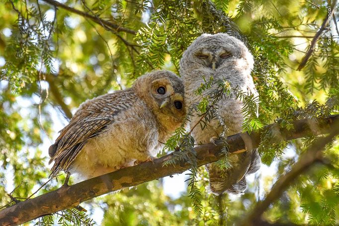 Fotografie ze soutěže Wildlife Photographer of the Year 2024