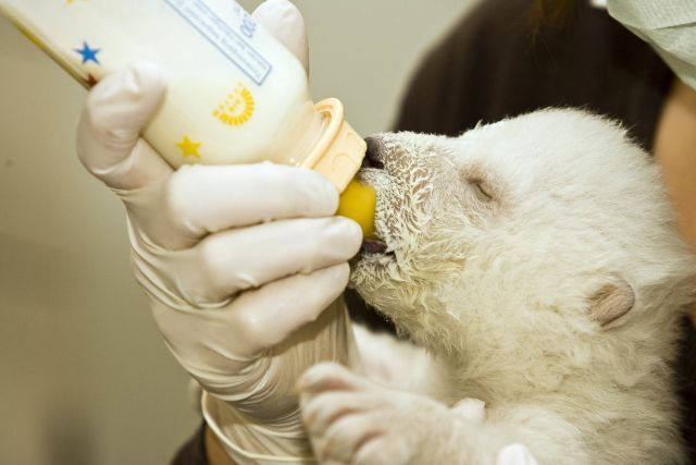 Lední medvídě, jemuž matka v norimberské zoo sežrala sourozence