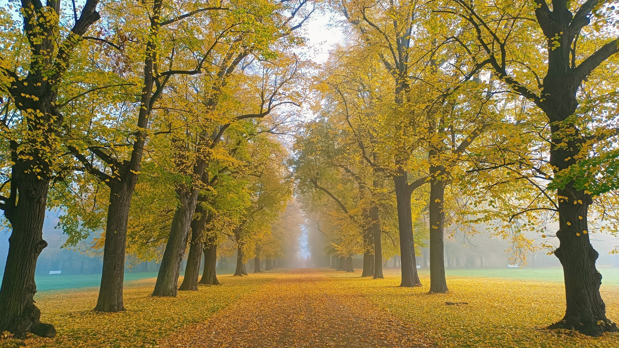 Soutěžní snímky Alej roku 2022