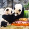 Hong Kong, Čína, panda, oslava, zoo