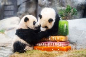 Ťia Ťia a Te Te dobyli srdce Hongkongu. Narozeninová párty trhala rekordy