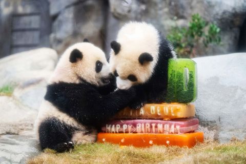 Hong Kong, Čína, panda, oslava, zoo