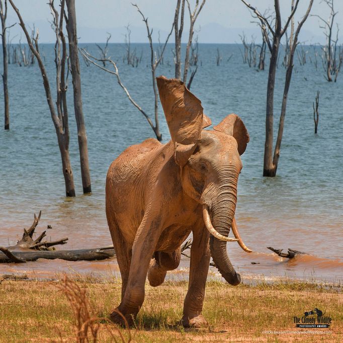 Vítězové soutěže Comedy Wildlife Photography Awards 2021