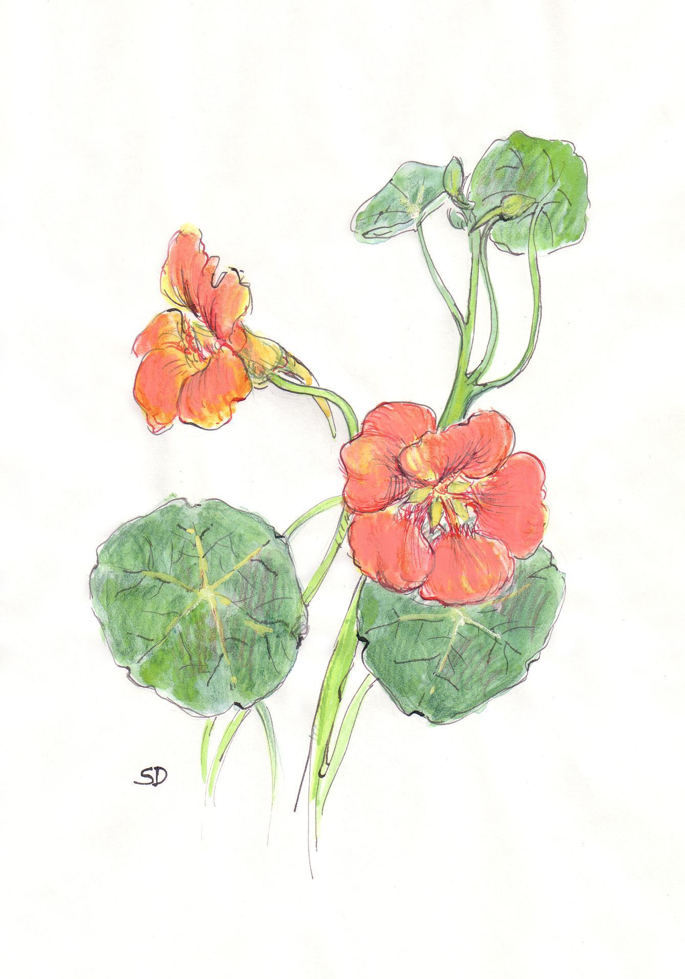 kresby, dr. dudek. bylinky