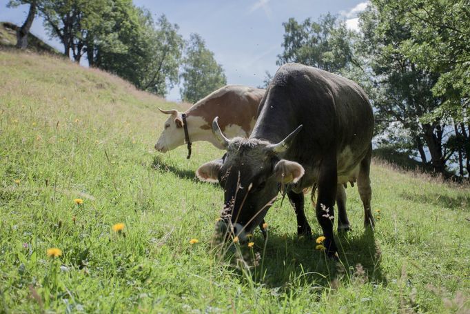 Rozlehlé louky s pasoucím se skotem