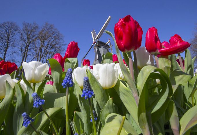 Obrovské pole tulipánů v Nizozemsku.