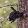 Finalisté soutěže Nikon Comedy Wildlife Awards 2024