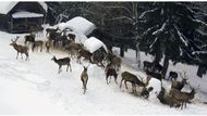 S tímto tvrzením nesouhlasí myslivci. "Přesnější je, že stavy zvěře jsou místně zvýšené. Jednak tedy nejde o přemnožení a jednak nejde o plošný problém. Vyšší stavy zvěře jsou opravdu pouze v některých oblastech. Zvěř navíc migruje, takže jde o věc proměnlivou," říká Jiří Janota, předseda Českomoravské myslivecké jednoty (ČMMJ).