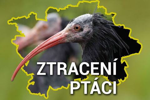 Mapa: Od Prahy až po Kralupy. Kde a kdy chytili uprchlé ibisy skalní z pražské zoo