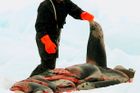 Masakr tuleňů v Kanadě začal i letos