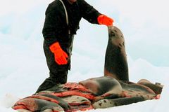 Masakr tuleňů v Kanadě začal i letos