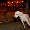 Catcher, a Bedlington Terrier, pulls on his leash during an organized hunt for rats with the Ryders Alley Trencher-fed Society in New York City