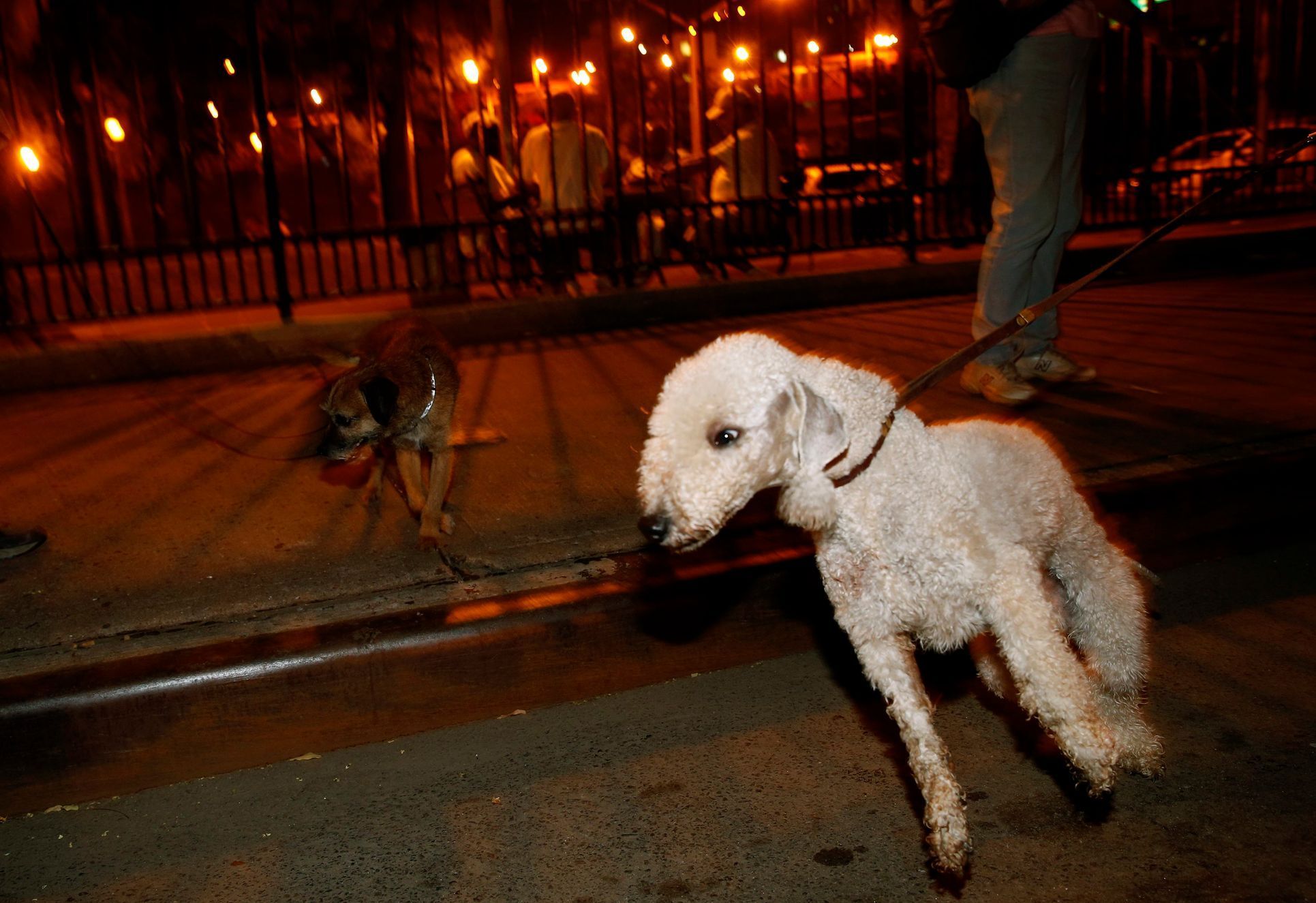 Catcher, a Bedlington Terrier, pulls on his leash during an organized hunt for rats with the Ryders Alley Trencher-fed Society in New York City