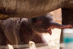 Foto: Sloní novorozenec v Zoo Ostrava. Matce již dva potomci uhynuli, nyní to vypadá na happy end
