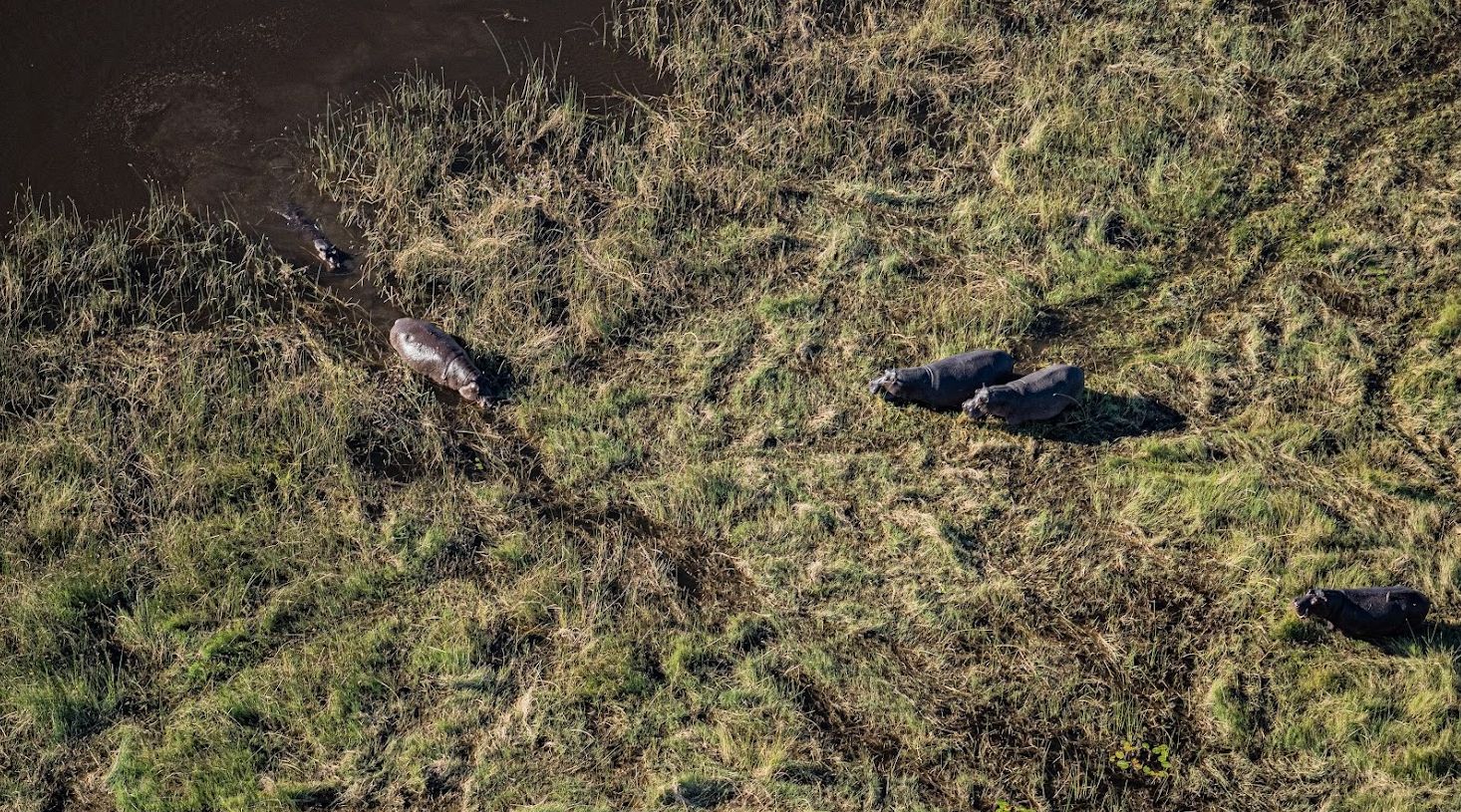 Afrika, Mejzlik, Šimek