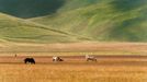 Rozkvetlá letní pole v okolí italské vesnice Castelluccio di Norcia