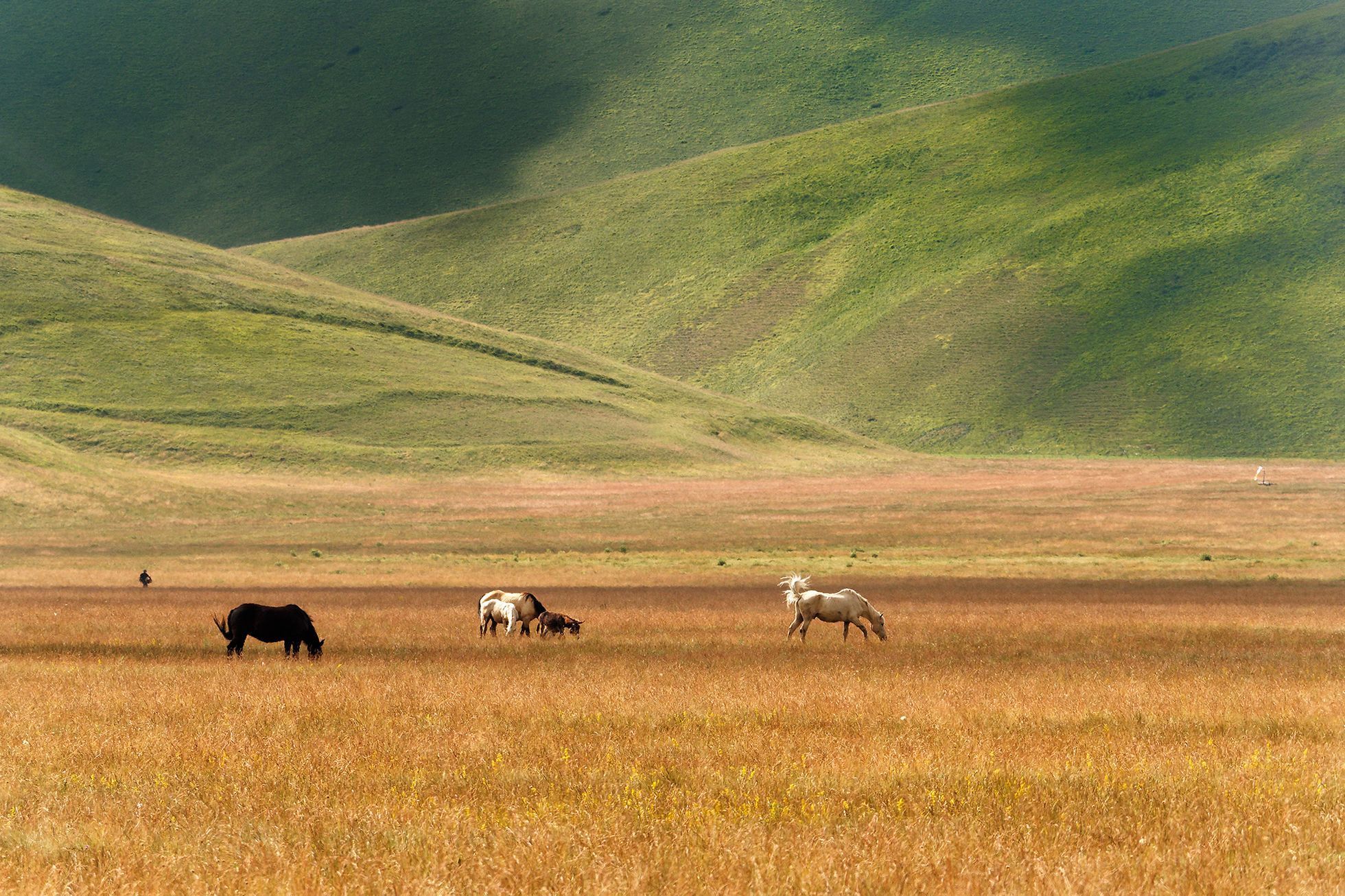 Rozkvetlá letní pole v okolí italské vesnice Castelluccio di Norcia