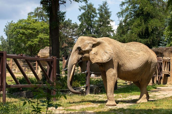 Zoo Dvůr Králové otevřela expozici o jihozápadní Africe zvanou West Cape.