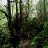 Puzzlewood