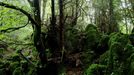 Puzzlewood