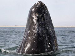 Zastaví se ve světě komerční lov velryb? Těžko.