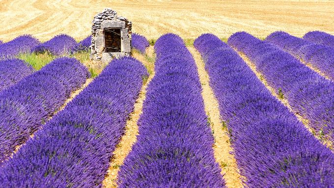 Fotogalerie: Levandulová pole, malebné vesničky, divocí bělouši i krajina jako na Marsu v okrových lomech. Provence je okouzlující kraj.