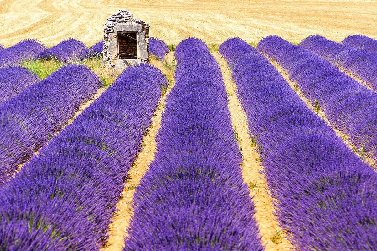 Tomáš Vocelka: Provence ve stopách Petera Mayla