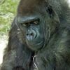 Zoo Zlín - gorila nížinná