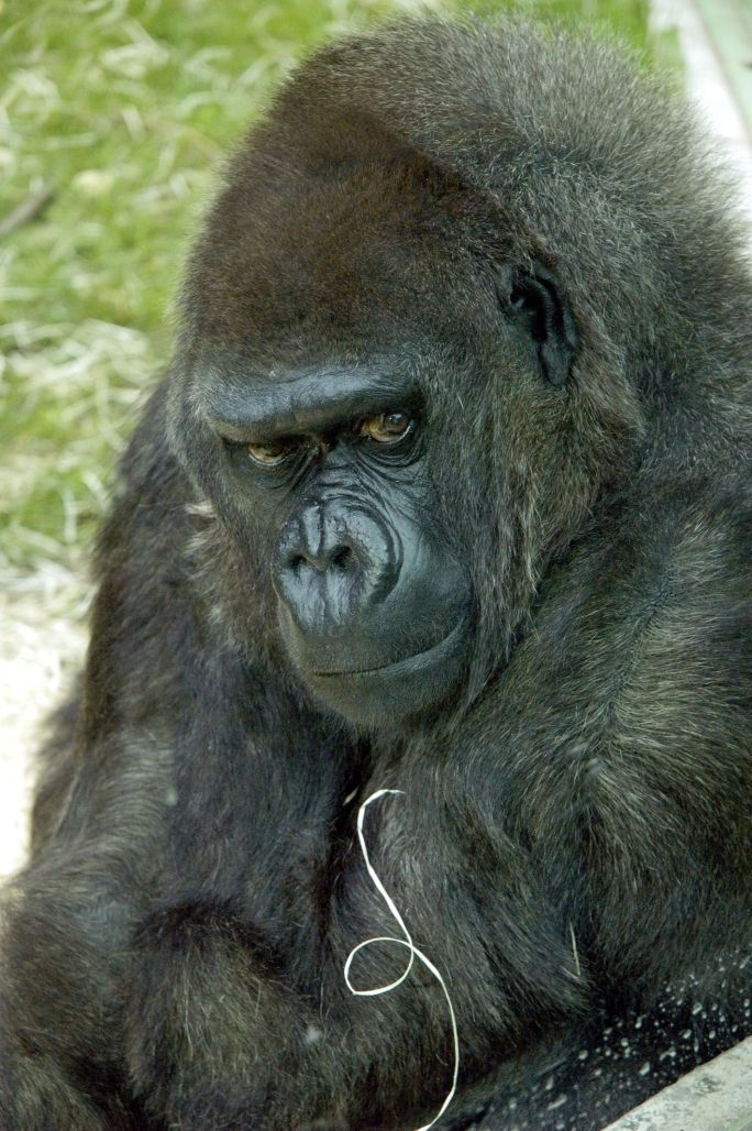 Zoo Zlín - gorila nížinná