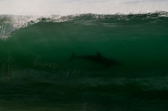 Nádherný záběr se podařil fotografovi Reuters v Durbanu na jihu Afriky. Zachytil delfína hrajícího si ve vlně.