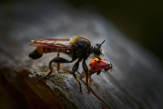 Nominace na Czech Nature Photo 2024