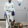 Psi, co poznají koronavirus - celní správa, pes, celník, bombočuch