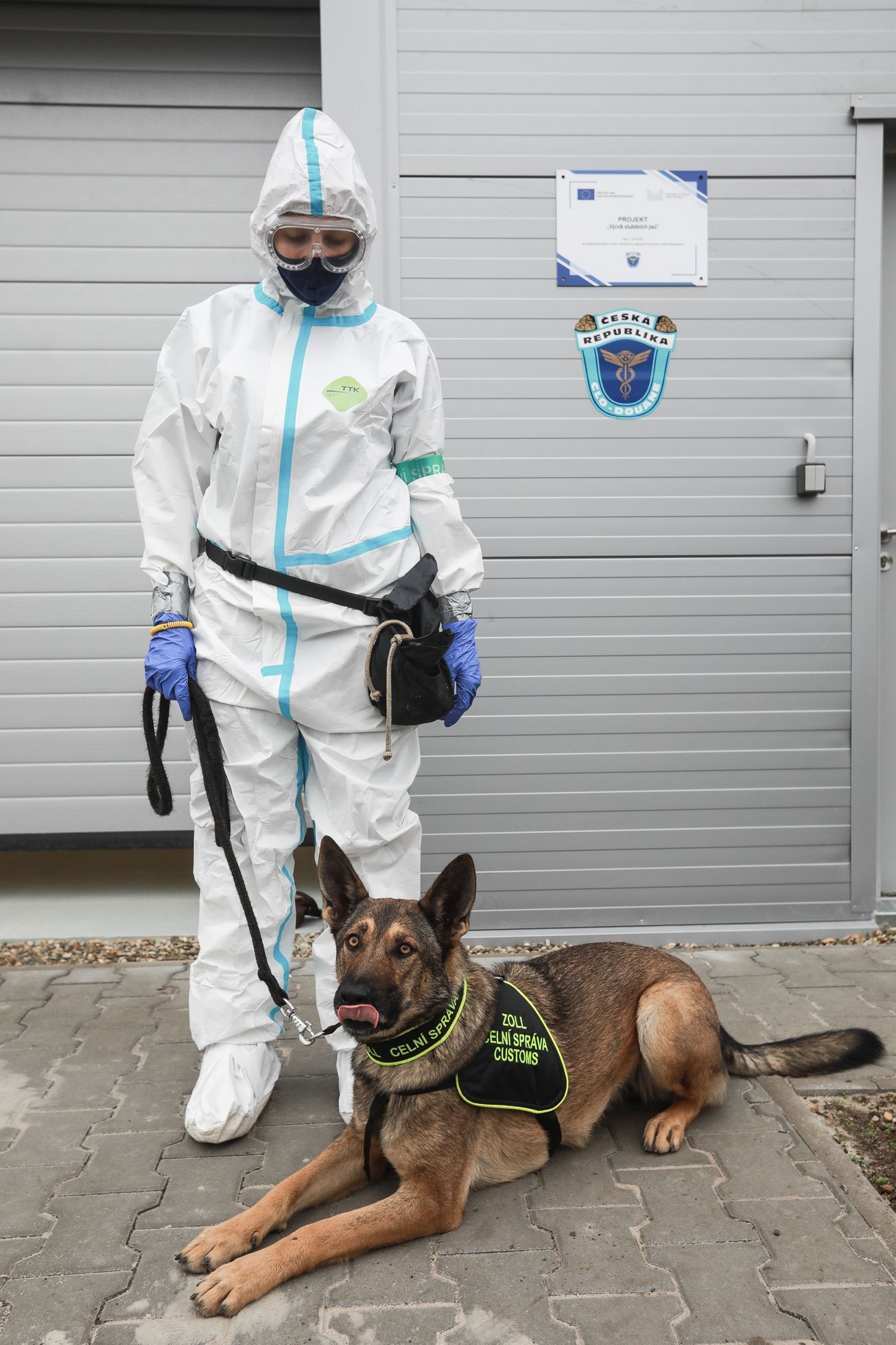 Psi, co poznají koronavirus - celní správa, pes, celník, bombočuch