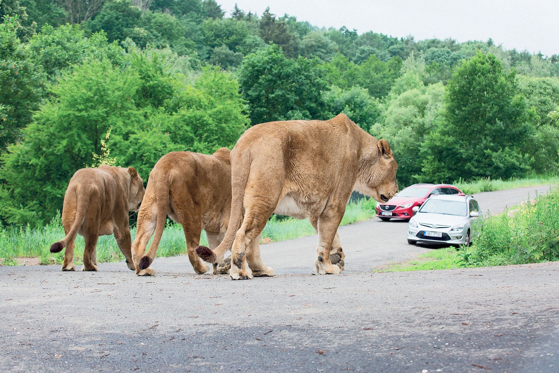 Jednorázové užití / Fotogalerie / ZOO Dvůr Králové je tu už 75 let. Podívejte se na snímky z její historie