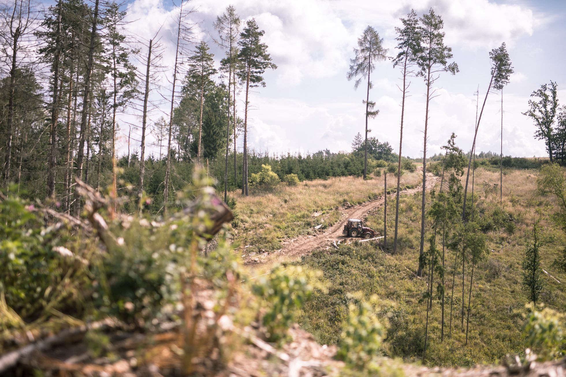 Těžba dřeva, les, kůrovec, krajina, dřevo, strom, pařez, polom, mýtina, Vysočina