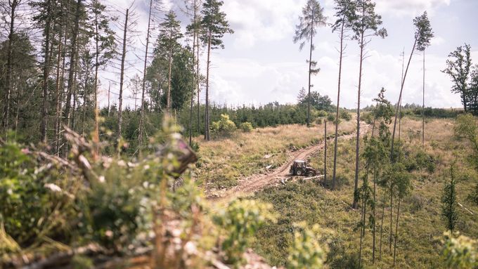 Lesy u Pelhřimova zničené kůrovcem, srpen 2022.
