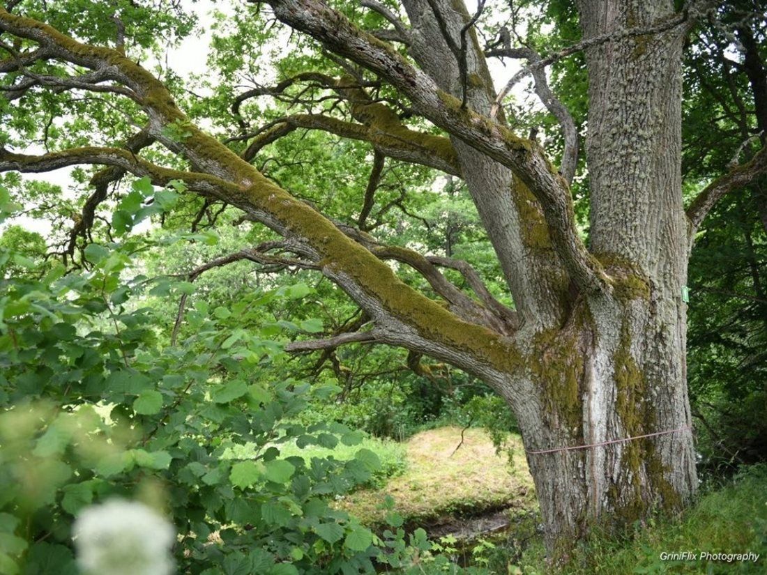 Evropský strom roku - finále - Lotyšsko - Velký dub Aģe